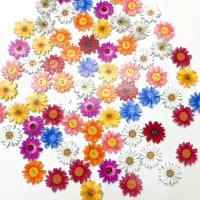 Ξύλο 2-τρύπα Button, Λουλούδι, Χαριτωμένο, μικτά χρώματα, 25mm, 50PCs/τσάντα, Sold Με τσάντα
