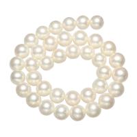 Perles de nacre rondes de culture d'eau douce, perle d'eau douce cultivée, naturel, longueur différente pour le choix, blanc, 11-12mm, Trou:Environ 0.8mm, Vendu par brin