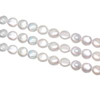 Pièce de culture des perles d'eau douce, perle d'eau douce cultivée, Plat rond, naturel, blanc, 11-12mm, Trou:Environ 0.8mm, Vendu par Environ 15.7 pouce brin