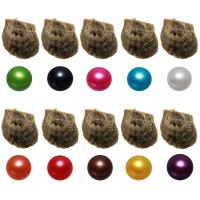 Akoya kultivirane morske biser Oyster Beads, Akoya kultiviranih bisera, Krumpir, miješana boja, 7-8mm, 10računala/Lot, Prodano By Lot