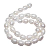 Perlas Patata Freshwater, Perlas cultivadas de agua dulce, natural, Blanco, 10-11mm, agujero:aproximado 2.5mm, Vendido para 15 Inch Sarta