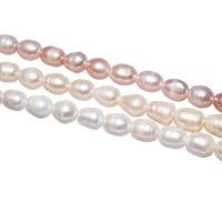 Perlas Patata Freshwater, Perlas cultivadas de agua dulce, con rosca, más colores para la opción, 10-11mm, agujero:aproximado 2.5mm, Vendido para 15 Inch Sarta