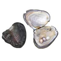 Freshwater Cultured Love Wish Pearl Oyster, different size for choice, 10PCs/Lot, Sold By Lot