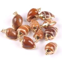 Shell Pendants, Conch, real gold plated, fashion jewelry & DIY, brown, 20-40mm, Sold By PC