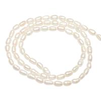 Cultured Rice Freshwater Pearl Beads natural 3mm Approx 0.8mm Sold Per Approx 14.1 Inch Strand