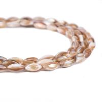Brown Lip Shell Beads with Seedbead polished Sold Per Approx 14 Inch Strand