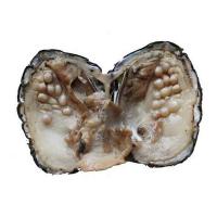 Freshwater Cultured Love Wish Pearl Oyster 5-7mm Sold By PC one pearl oyster with about 25 pearls