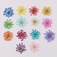 Celular Kit de bricolaje, Flores secas, chapado, Joyería & para mujer, más colores para la opción, 1-2.5Cm, 100PCs/Bolsa, Vendido por Bolsa