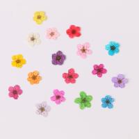 Mobile Phone DIY Decoration, Dried Flower, plated, fashion jewelry & for woman, more colors for choice, 6-8mm, 100PCs/Bag, Sold By Bag