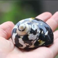 Shell Decoration, natural, 5-6CM, Sold By PC