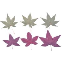 Dried Flower Epoxy Mold Set Maple Leaf plated durable & DIY Sold By PC