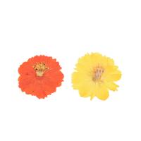 Getrocknete Blumen Epoxy-Form-Set, plattiert, nachhaltiges & DIY, keine, 4-6cm, 6PCs/Tasche, verkauft von Tasche