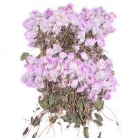 Torkade blommor Epoxi mold-set, plated, Hållbar & DIY, 7-10cm, 8PC/Bag, Säljs av Bag