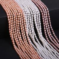 Rice Kulturan Slatkovodni Pearl perle, Riža, uglađen, možete DIY & različitih stilova za izbor, više boja za izbor, 3.5-4mm, Približno 68računala/Strand, Prodano By Strand