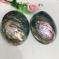 Fashion Decoration, Abalone Shell, polished, DIY & different size for choice, Sold By PC