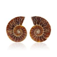 Ammolite Shell Decoration, 2 pieces & durable, 60-70mm, Sold By Pair