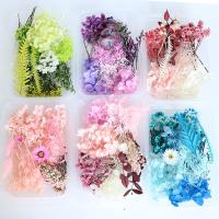 Dried Flower Dried Flowers, plated, durable & DIY, more colors for choice, 170x120x35mm, 2Boxes/Lot, Sold By Lot