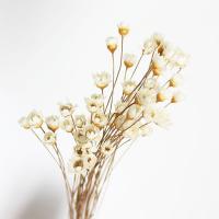 Fashion Decoration Dried Flowers durable plated 0.5-0.8CM，30-45cm Sold By Lot