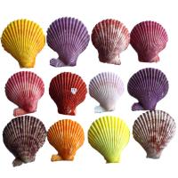 Fashion Dekoration, Trumpet Shell, naturlig, blandede farver, 35mm, 500pc'er/Bag, Solgt af Bag