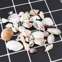 Fashion Decoration, Shell, mixed colors, 10-40mmuff0c68*56*24mm, Sold By Box