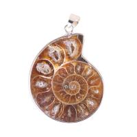 Shell Pendants Ammolite Shell with Brass silver color plated DIY nickel lead & cadmium free 30-40mm Sold By PC