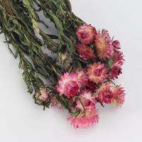 Sztuczny kwiat dekoracyjny, Suszonych kwiatów, Zrównoważonego & DIY, dostępnych więcej kolorów, 400mm, 5komputery/torba, sprzedane przez torba