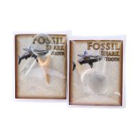 Gemstone Sintético Espécime de fósseis, naturais, branco, 200x125x80mm, vendido por PC