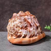 Fashion Decoration Shell Conch Corrosion-Resistant brown nickel lead & cadmium free Sold By PC