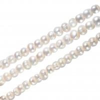 Perlas Patata Freshwater, Perlas cultivadas de agua dulce, natural, Blanco, 11-12mm, agujero:aproximado 0.8mm, Vendido para aproximado 15.3 Inch Sarta