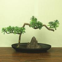 Fashion Decoration Pine plated for home and office & durable Sold By PC