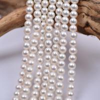 Runde ferskvandskulturperle Beads, Ferskvandsperle, du kan DIY, hvid, 7mm, Solgt Per Ca. 15.7 inch Strand