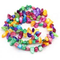 Perles de coquille colore naturelle, DIY, multicolore,  8x15-10x20mm, Vendu par 80 cm brin