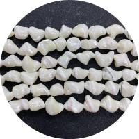 Trochus Beads DIY Sold Per 14.96 Inch Strand
