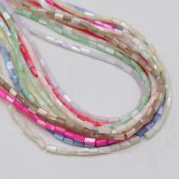 Natural Colored Shell Beads Column DIY Sold Per 14.5 Inch Strand