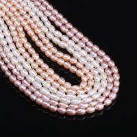 Rýže kultivované sladkovodní perle, Sladkovodní Pearl, DIY, více barev na výběr, 4-4.5mm, Cca 54PC/Strand, Prodáno By Strand