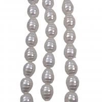 Shell Pearl grânulos, miçangas, Lágrima, banhado, DIY, branco, 13x17mm, vendido para Aprox 15 inchaltura Strand