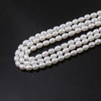 Perles d'eau douce de culture de riz, perle d'eau douce cultivée, DIY, blanc, 2.8-3.2mm, Vendu par 14.96 pouce brin