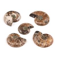 Natural Stone Fossils Specimen, Round, more colors for choice, 30mm, Sold By PC