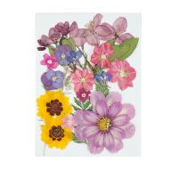 Mobile Phone DIY Decoration, Dried Flower, 145x105mm, Sold By Bag