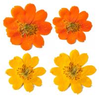 Celular Kit de bricolaje, Flores secas, más colores para la opción, 35-60mm, 12PCs/Bolsa, Vendido por Bolsa
