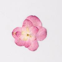Künstliche Blumendekoration, Getrocknete Blumen, DIY, Rosa, 15-25mm, 12PCs/Tasche, verkauft von Tasche