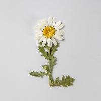 Künstliche Blumendekoration, Getrocknete Blumen, DIY, 30-80mm, 12PCs/Tasche, verkauft von Tasche