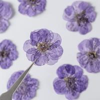 Künstliche Blumendekoration, Getrocknete Blumen, Plum Blossom, DIY, keine, 25-30mm, 12PCs/Tasche, verkauft von Tasche