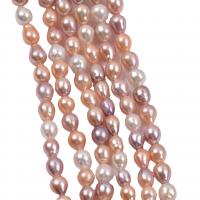 Perles de nacre de culture d'eau douce nucléées, perle d'eau douce cultivée, DIY, couleurs mélangées, 8-9mm, Vendu par 36-38 cm brin