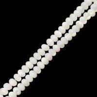 Perles naturelles de coquillage d'eau douce , coquille, abaque, DIY, blanc, Vendu par Environ 38 cm brin