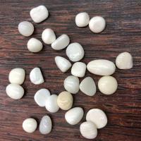 Natural Freshwater Shell Beads, no hole, white, 5x7-8x13mm, Sold By Bag