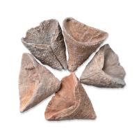 Fossil Korallen Fossils Specimen, Unregelmäßige, gemischte Farben, 25-40mm, verkauft von PC