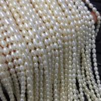 Perles d'eau douce de culture de riz, perle d'eau douce cultivée, DIY, blanc, 4-5mm, Vendu par PC