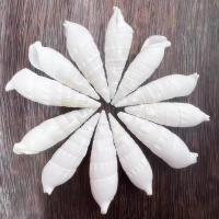 Trumpet Shell Decoration, white, 2x37mm-17x58mm, Sold By Bag