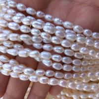 Perles d'eau douce de culture de riz, perle d'eau douce cultivée, DIY, blanc, 4.5-5mm, Vendu par Environ 38 cm brin